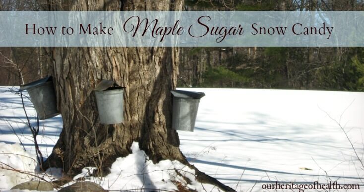 Maple tree with buckets for gathering sap for maple syrup