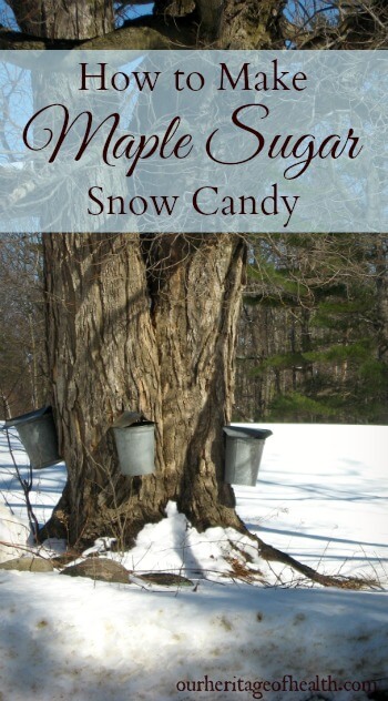 maple tree with buckets for collecting sap for maple syrup