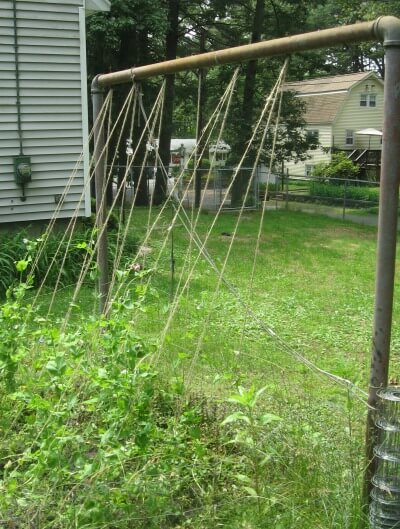 Simple and cheap DIY garden trellis | ourheritageofhealth.com