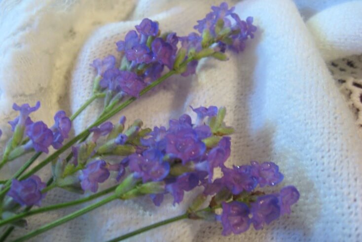 lavender 