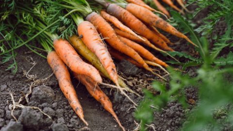 Bunch of carrots just pulled out of the garden lying on the ground.