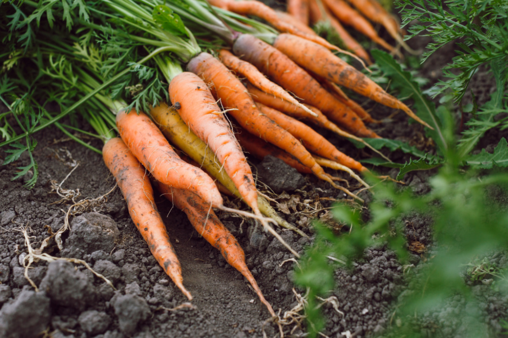 Bunch of carrots just pulled out of the garden lying on the ground.