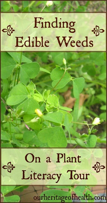 Finding edible weeds on a plant literacy tour | ourheritageofhealth.com