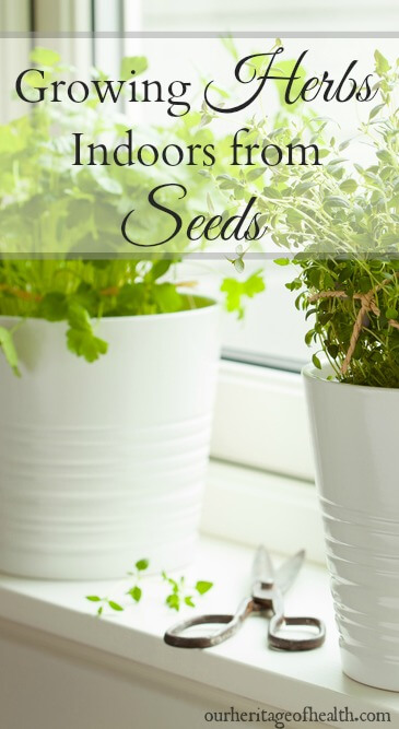 How to grow your own herbs indoors starting from seeds