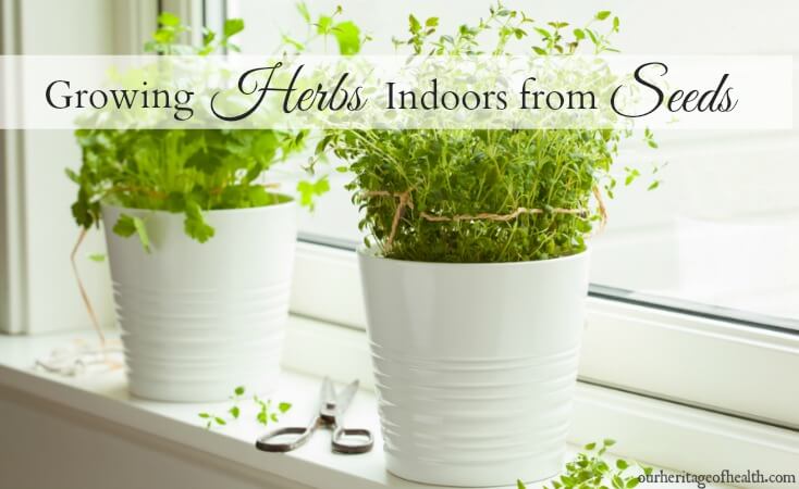 How to grow your own herbs indoors starting from seeds