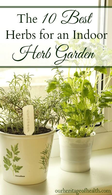 These 10 easy-to-grow herbs are perfect for an indoor herb garden so you can have fresh herbs all year long!