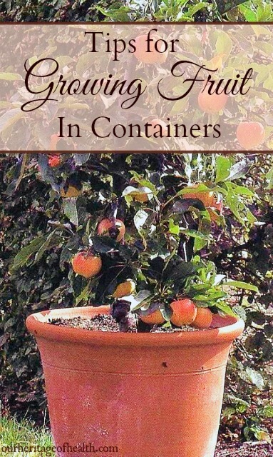 These tips for growing fruit in containers can help you to enjoy growing your own fruit no matter the size of your garden space.