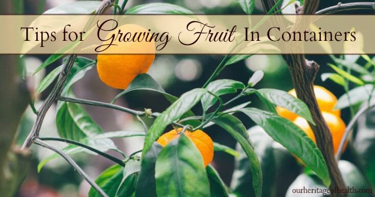 These tips for growing fruit in containers can help you to enjoy growing your own fruit not matter how much garden space you have.