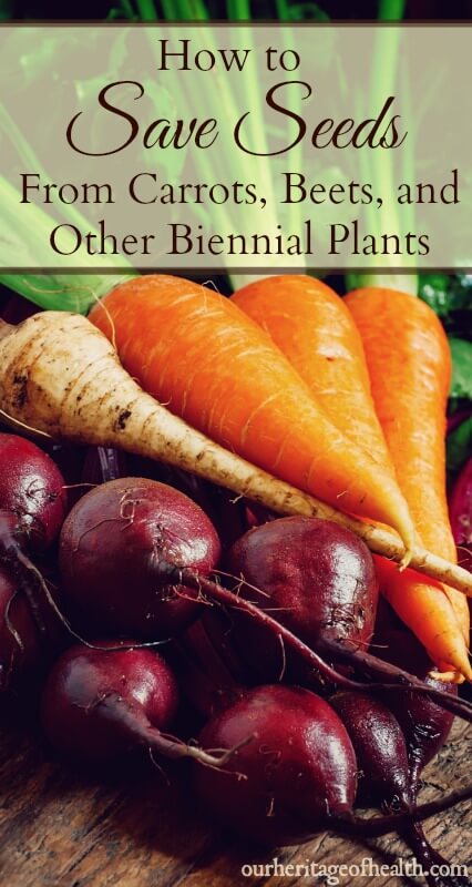 How to save seeds from carrots, beets, and other biennial plants