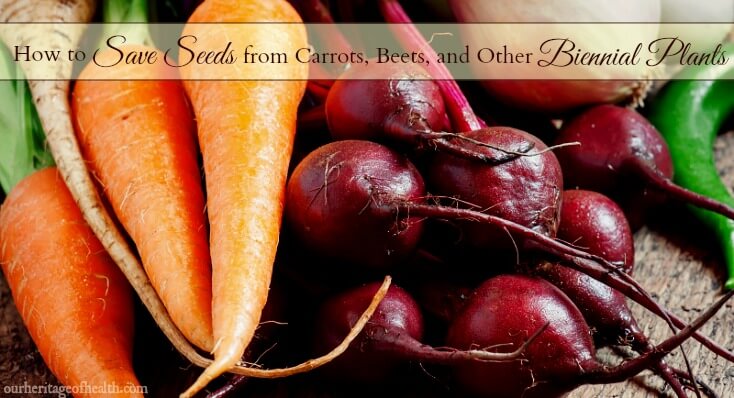 How to save seeds from carrots, beets, and other biennial plants