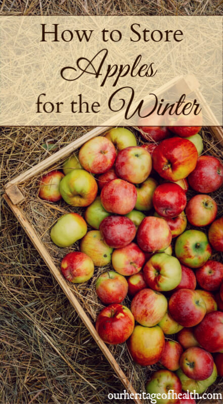 How to store apples properly so they will last for the winter months.