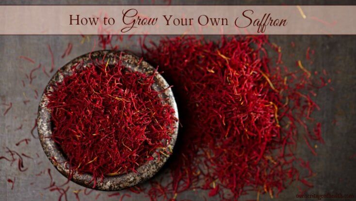 Saffron threads in a bowl with pile of saffron threads on the table beside it