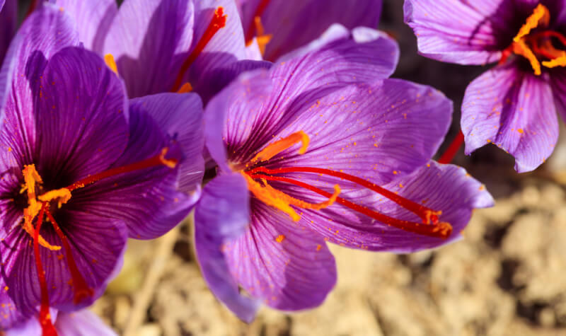 saffron crocuses with red stigmas in center