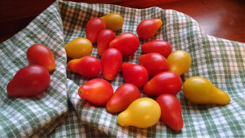 Red and yellow pear shaped tomatoes on green checked cloth