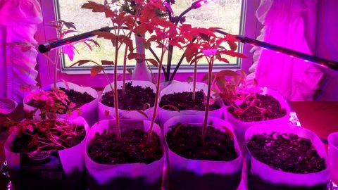 Seedlings in pots under the glow of grow lights.